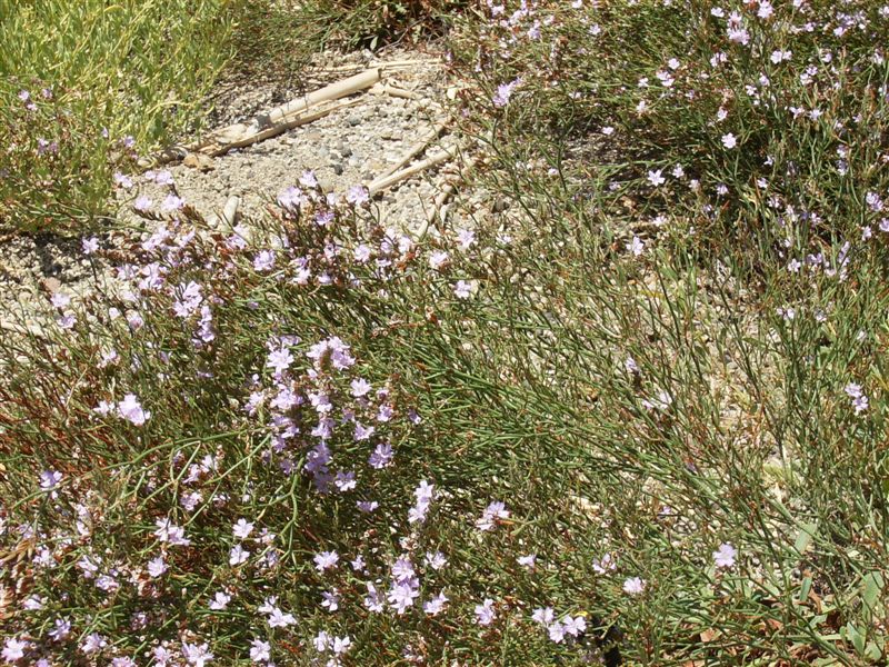 Fiorellini di mare: Limonium sp.